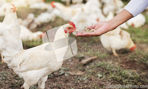 Image of Grain, chicken farming and woman hands on free range poultry farm, environment and agriculture field. Sustainability, animal care and farmer feeding chickens with bird seeds in countryside garden