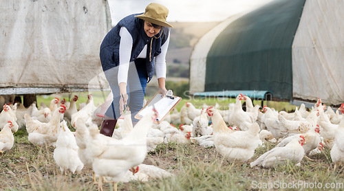 Image of Agriculture, chicken farming and woman with clipboard on free range farm, environment and field. Sustainability, animal care and farmer check poultry birds in countryside, nature or sustainable trade