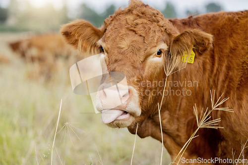 Image of Farm, cow and tongue with cattle in a field for sustainability, agriculture or organic dairy farming. Nature, industry and grass with an animal in the countryside for the production of meat or milk