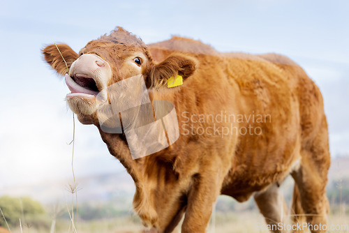 Image of Funny cow, countryside and agriculture for milk and meat cattle on field outdoor. Sustainability, organic and eco friendly farming for beef production with farm animals in grass landscape in nature