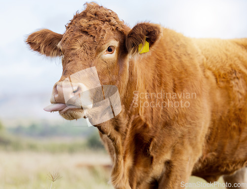 Image of Cow funny face, countryside and agriculture field with milking and meat cattle outdoor. Sustainability, organic and eco friendly farming for beef production with cows tongue in nature by grass