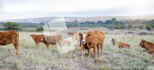 Image of Cows, countryside and agriculture field with milking and meat cattle outdoor. Sustainability, organic and eco friendly farming for beef production with farm animals in grass landscape in nature