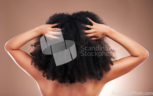Image of Hands in hair, black woman with afro and beauty, haircare and cosmetics with back on studio background. Female, natural cosmetic treatment with curly hairstyle, rear view and texture with grooming