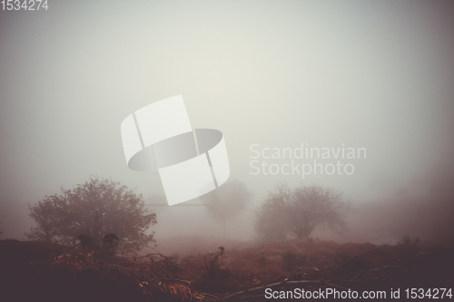 Image of Trees in the fog, Fogo Island, Cape Verde