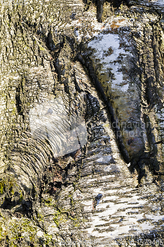 Image of uneven tree bark