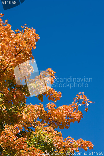 Image of Fall Foliage