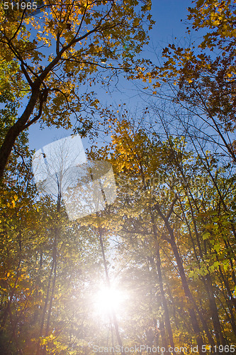 Image of Sun Shining in the Woods