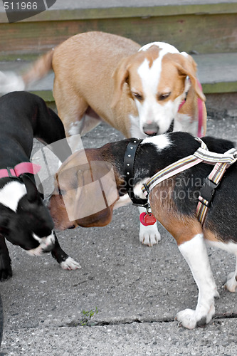 Image of Dogs Greeting