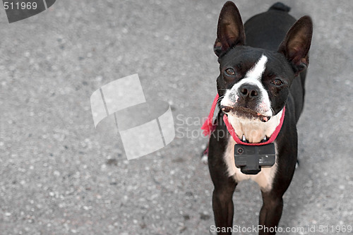 Image of Curious Boston Terrier