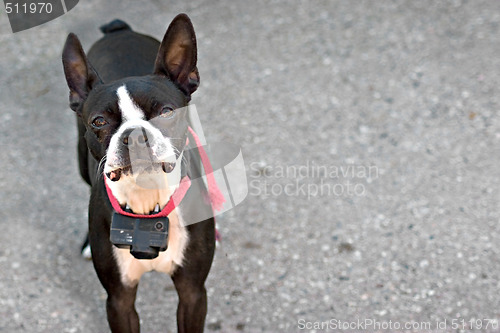 Image of Boston Terrier