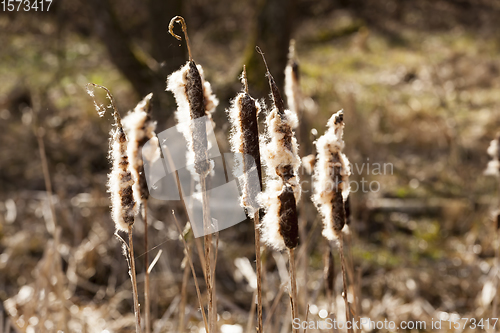 Image of yellowed plants