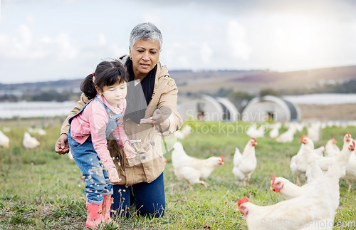 Image of Family, farming and chicken, grandmother and child on farm in Mexico, feeding livestock with poultry and agriculture. Senior woman, girl and farmer on field in countryside, nutrition and sustainable