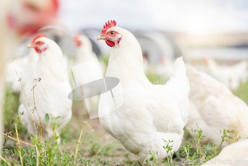 Image of Chicken farming, animals and background field for sustainable production, agriculture growth and food ecology. Poultry farm, birds and environment in countryside for eggs, protein and land in nature