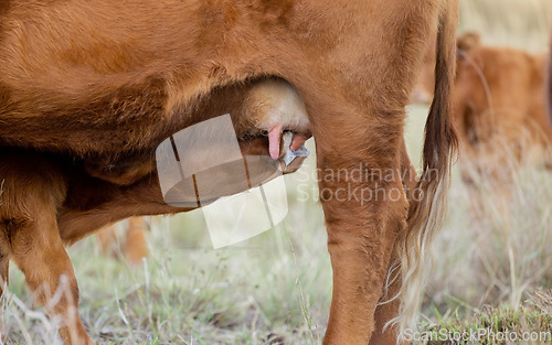 Image of Baby cow drinking milk, countryside and agriculture field with milking cattle outdoor. Sustainability, calf feeding and eco friendly farming for beef production with farm cows in grass landscape