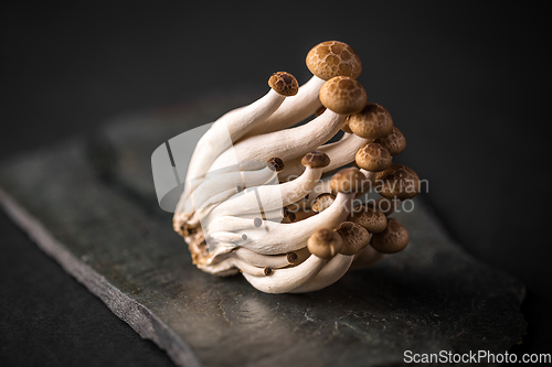 Image of Fresh shimeji mushrooms