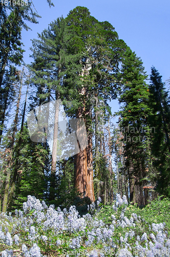 Image of Sequoia National Park
