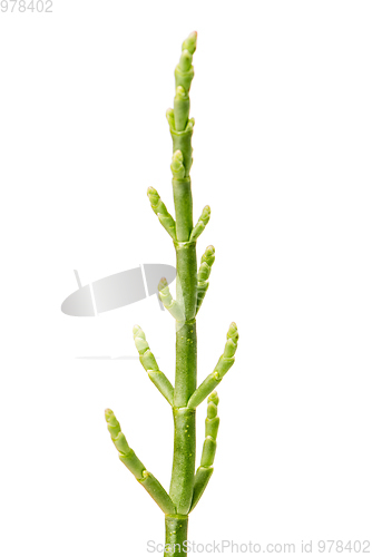 Image of Fresh marsh samphire