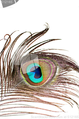 Image of Peacock Feather