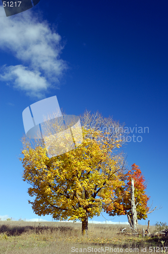 Image of Fall Colours