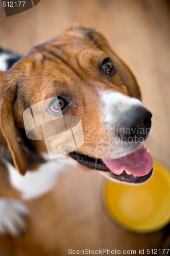 Image of Hungry Beagle