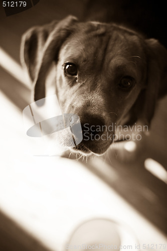 Image of Hungry Beagle