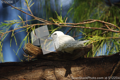 Image of Exotic bird on nestle. Morning.