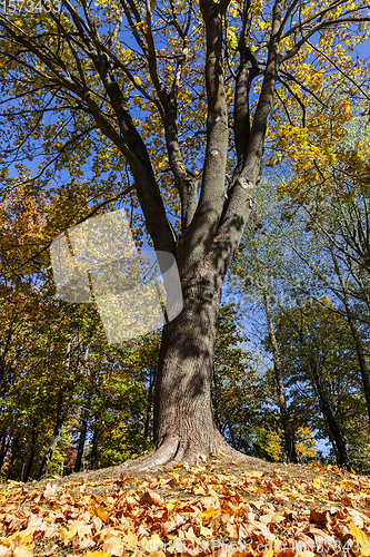 Image of maple leaves