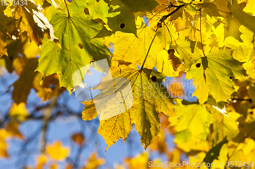 Image of autumn yellow foliage