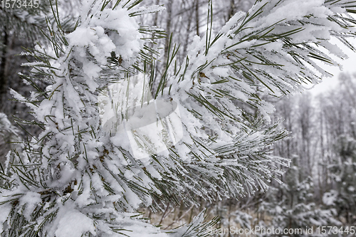 Image of pine trees in winter