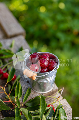 Image of Delicious sour cherries