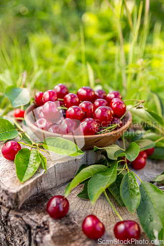 Image of Bowl of fresh sour cherries