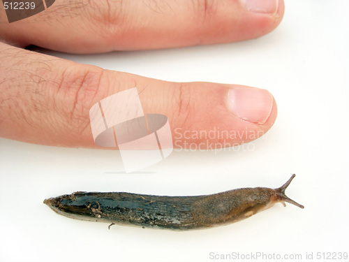 Image of Actual Size Slug