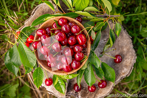 Image of Fresh ripe juicy sour cherries