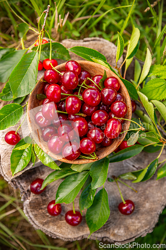 Image of Fresh sour cherries