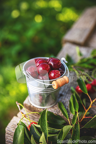 Image of Ripe sour cherries