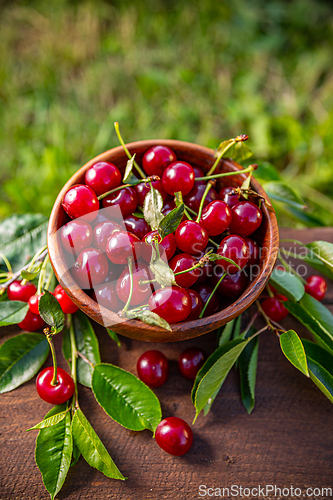 Image of Ripe sour cherries
