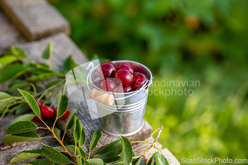 Image of Freshly picked cherries