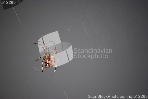 Image of Scary Spider