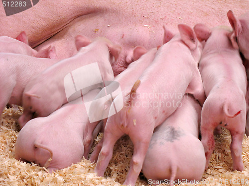 Image of Hungry Piglets