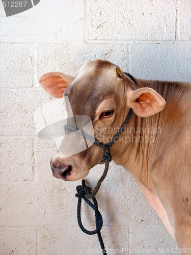 Image of brown cow