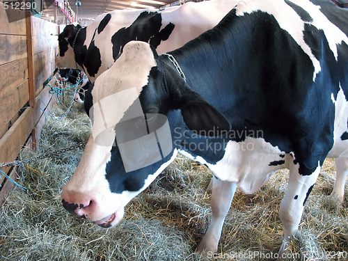 Image of dairy cattle