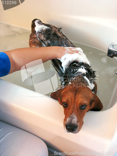 Image of beagle bath