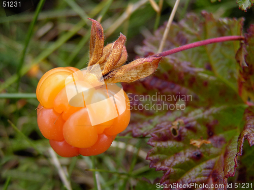 Image of Cloudberry