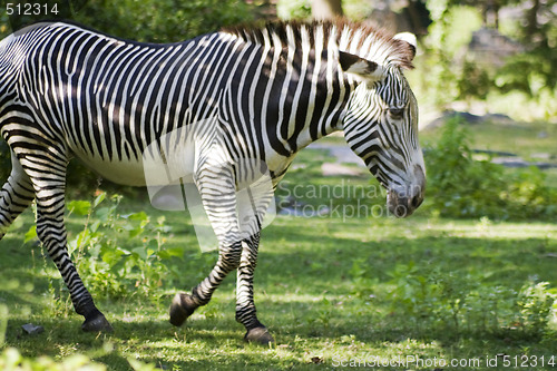 Image of Zebra