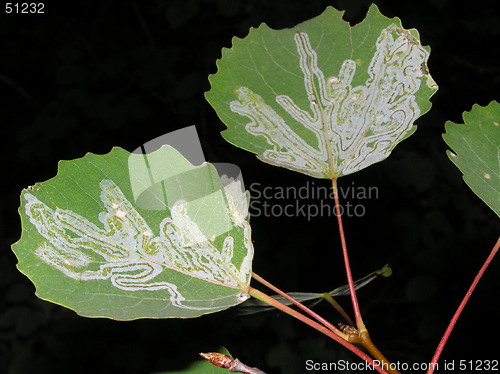 Image of Aspen leaves