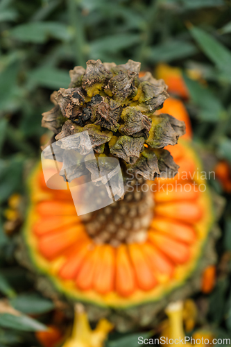 Image of Encephalartos horridus aka Eastern Cape blue cycad cone