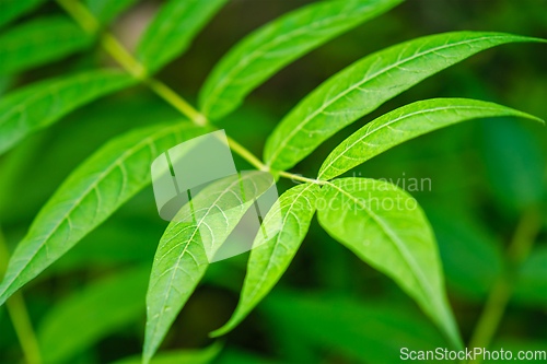 Image of China-sumac Ailanthus altissima tree branch