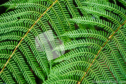Image of Sphaeropteris cooperi or Cyathea cooperi lacy tree fern, scaly tree fern