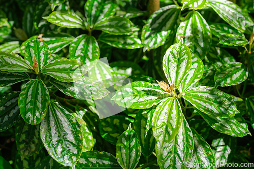 Image of Aluminium plant aka Pilea cadierei leaves close up