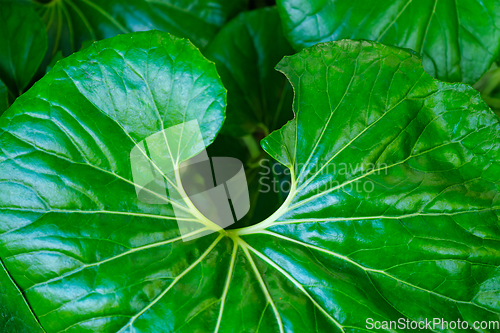 Image of Leopard plant Farfugium japonicum Giganteum leaves